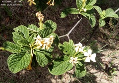 Tocoyena bullata