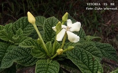 Tocoyena bullata