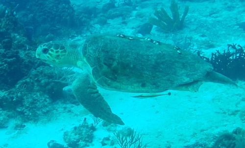 Caretta caretta