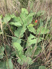 Erythrina zeyheri