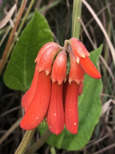 Erythrina zeyheri, photograph 2