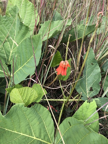 Erythrina zeyheri, photograph 3