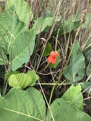 Erythrina zeyheri, photograph (c) Tam, some rights reserved (CC BY-SA)