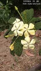 Tocoyena bullata