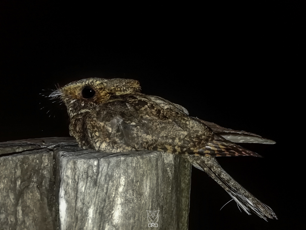 Typical American Nightjars