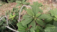 Tocoyena bullata