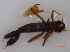 Megapodagrionidae