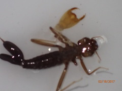 Megapodagrionidae