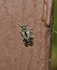 Melanoliarus placitus