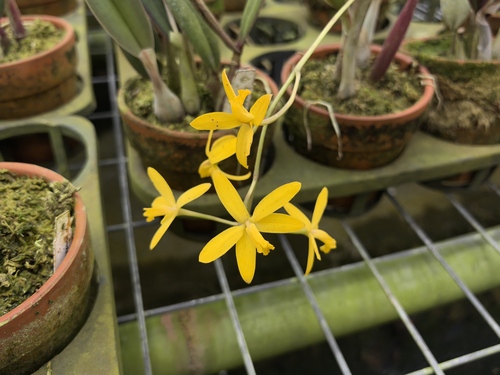 Cattleya endsfeldzii