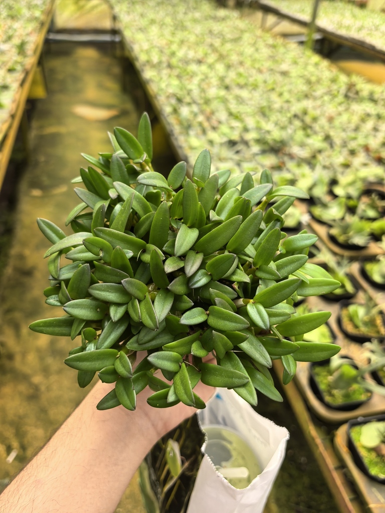 Dendrobium hymenanthum Rchb.f.