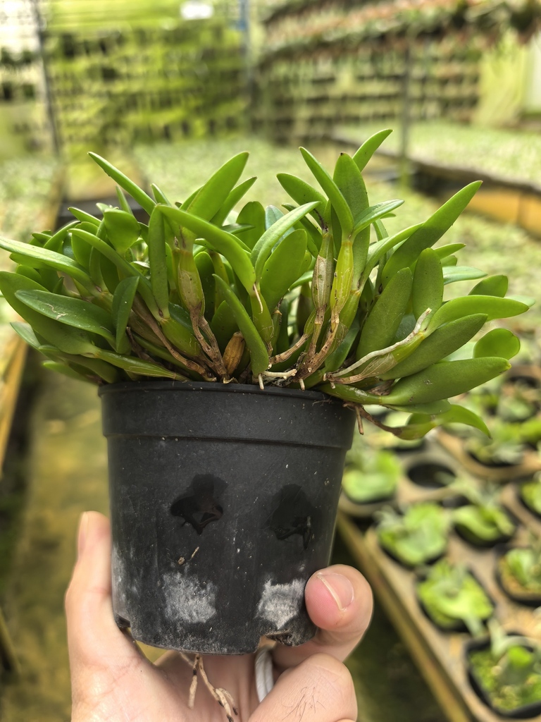 Dendrobium hymenanthum Rchb.f. 2