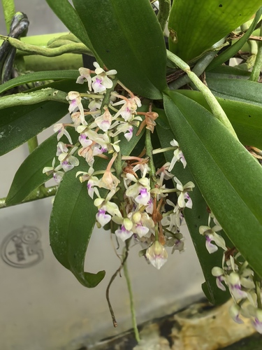 Saccolabiopsis pusilla