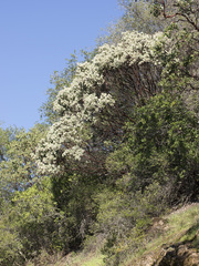 Arctostaphylos viscida viscida