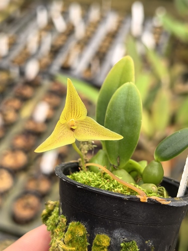 Bulbophyllum oblongum