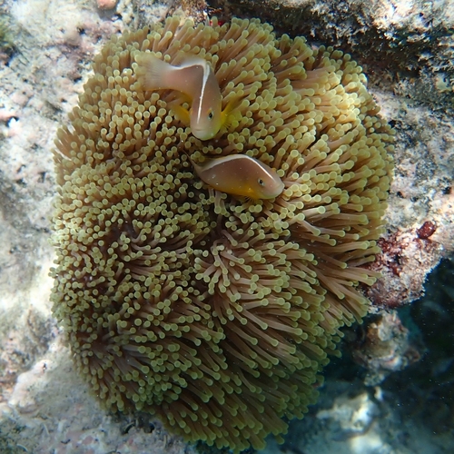 Amphiprion akallopisos