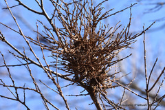 Podosphaera phytoptophila