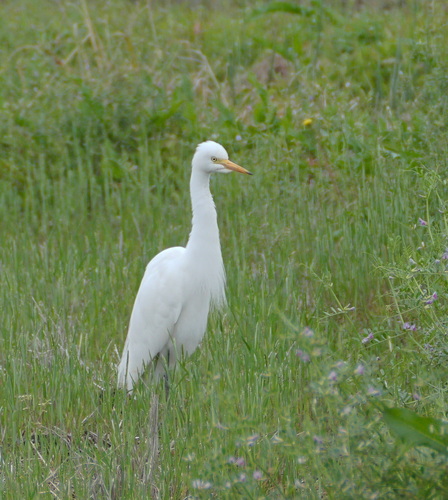 iNaturalist: (c) photomarijke, some rights reserved (CC BY-NC) iNaturalist image