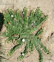 Evolvulus prostratus