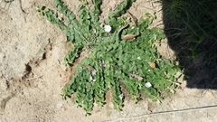 Evolvulus prostratus