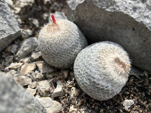 Button Cactus (Epithelantha micromeris)