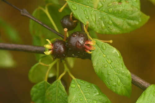 Campomanesia aromatica
