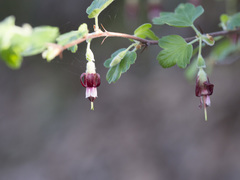 Ribes roezlii roezlii