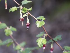 Ribes roezlii roezlii