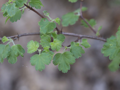 Ribes roezlii roezlii