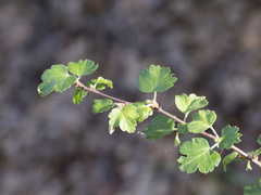 Ribes roezlii roezlii