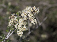 Ceanothus cuneatus cuneatus