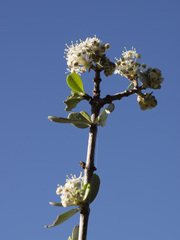 Ceanothus cuneatus cuneatus