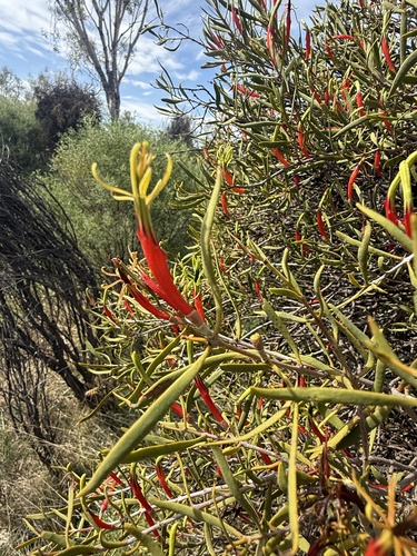 Harlequin Mistletoe