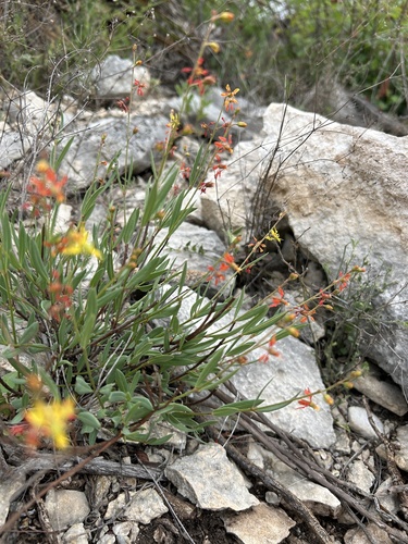Narrowleaf goldshower (Galphimia angustifolia)