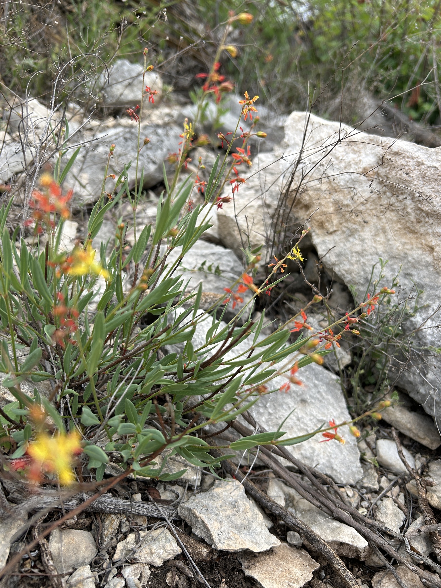 Narrowleaf Goldshower (Galphimia angustifolia)