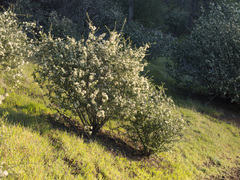 Ceanothus cuneatus cuneatus