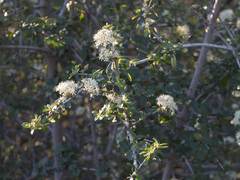 Ceanothus cuneatus cuneatus