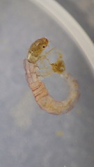 Polycentropus