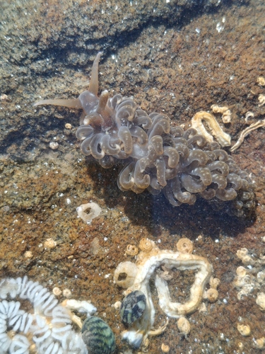 Spurilla neapolitana