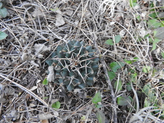 Mammillaria magnimamma