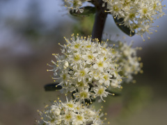 Ceanothus cuneatus cuneatus