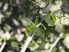 Ceanothus cuneatus cuneatus