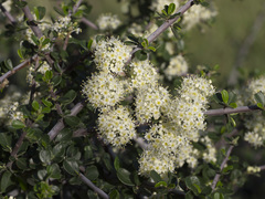 Ceanothus cuneatus cuneatus