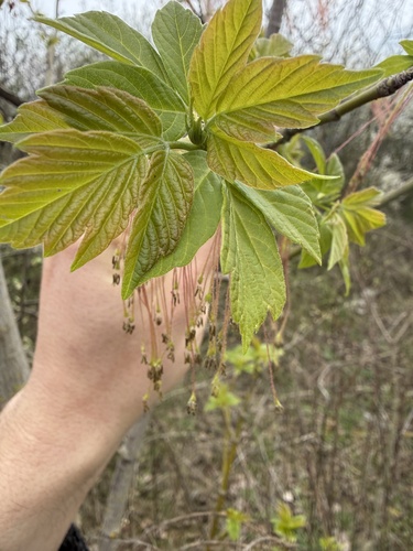 box elder