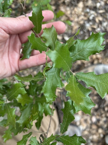 Sandpaper Oak (Quercus vaseyana)
