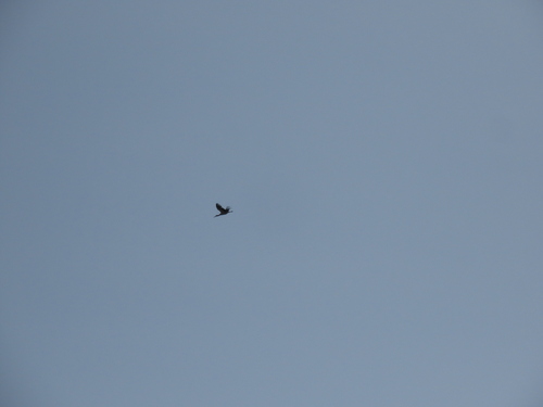 White Stork (Ciconia ciconia), photo 6