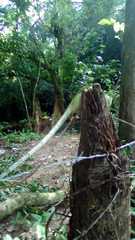 Polychrus marmoratus