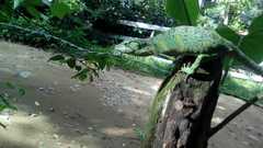 Polychrus marmoratus