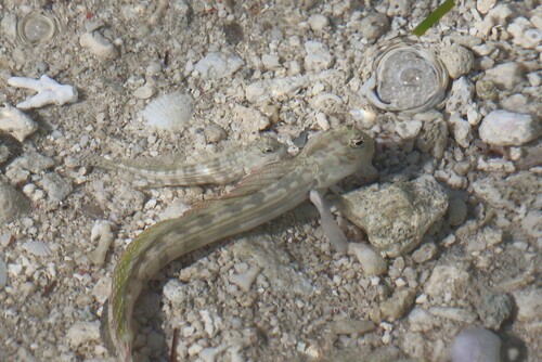 Blue-spotted blenniella (Blenniella cyanostigma) — Blenniidae — 4