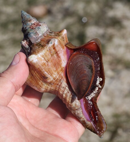 Pleuroploca trapezium observed 2026-04-02